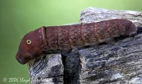 eastern tiger swallowtail caterpillar