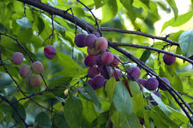 pictures of different plum trees