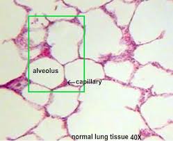 lung tissue