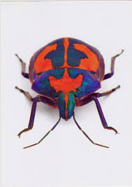 christopher marley insect art