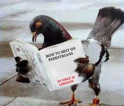 http://t0.gstatic.com/images?q=tbn:X9JUnDEIhnO9NM:scienceblogs.com/omnibrain/upload/2007/06/01-Pigeon.jpg