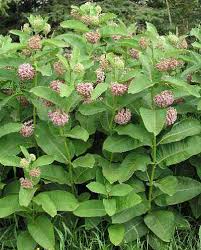 milkweed images