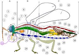 animal anatomy book