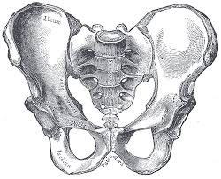 pelvic bone