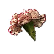 horoscope flowers