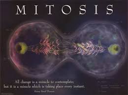 mitosis video