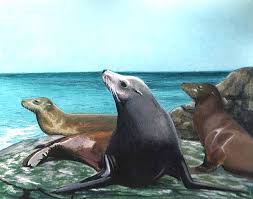 animales del mar