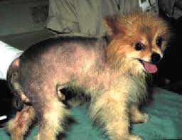 alopecia x