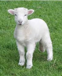        ............ ........ Lamb