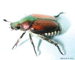 beetle