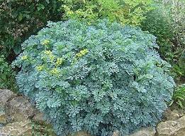 ruta graveolens plant