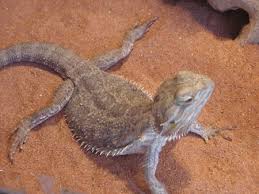 bearded dragon reptile