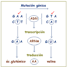 mutaciones genicas