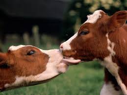 french kissing