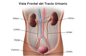 infecciones en el embarazo