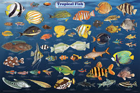 types of tropical fish