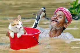 pet duck