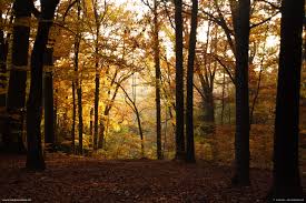 foret d automne