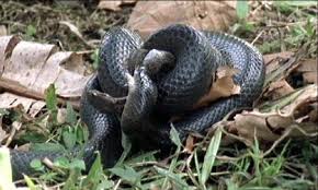 snake eating