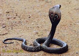 cobra