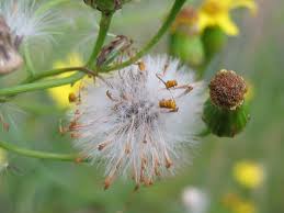 senecio inaequidens