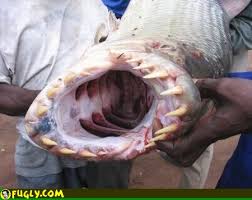 monster fish photos