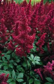 deep shade plants