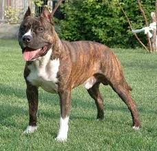 chien american