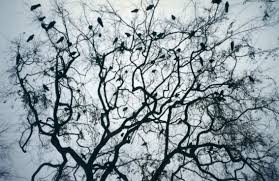 crows pictures