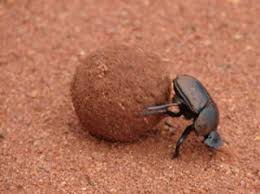 dung beetle