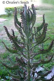mother of thousands houseplant
