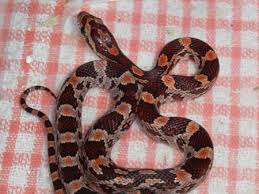 corn snake morphs