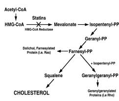 hmg coa reductase