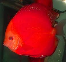 freshwater fish species pictures