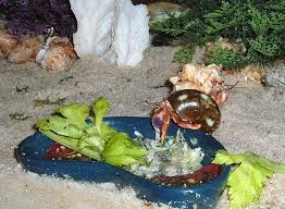 hermit crab diet