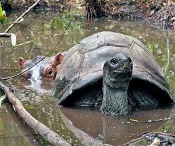 owen hippo tortoise