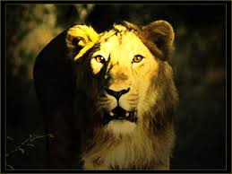 lion pic