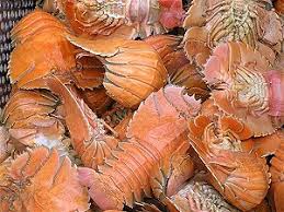 morton bay bugs