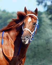 great Secretariat,