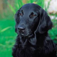flat coated retrievers