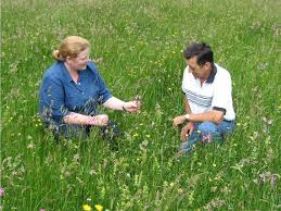 haymeadow