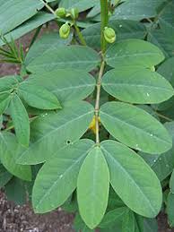 senna leaves
