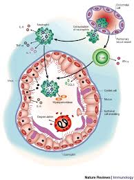 viral infections