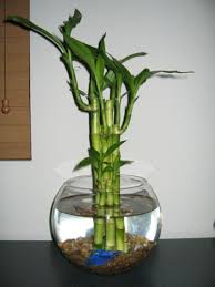 freshwater aquarium accessories