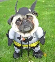 spider dog