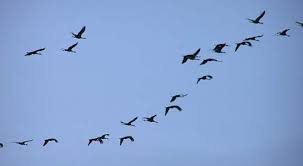 cranes flying