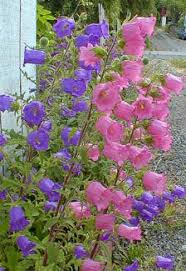 pink canterbury bells