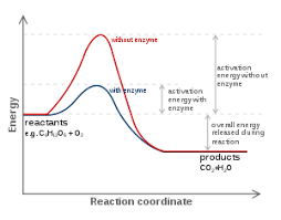 enzyme kinetic