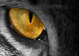 eye of a tiger