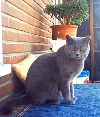 gatos bonitos
